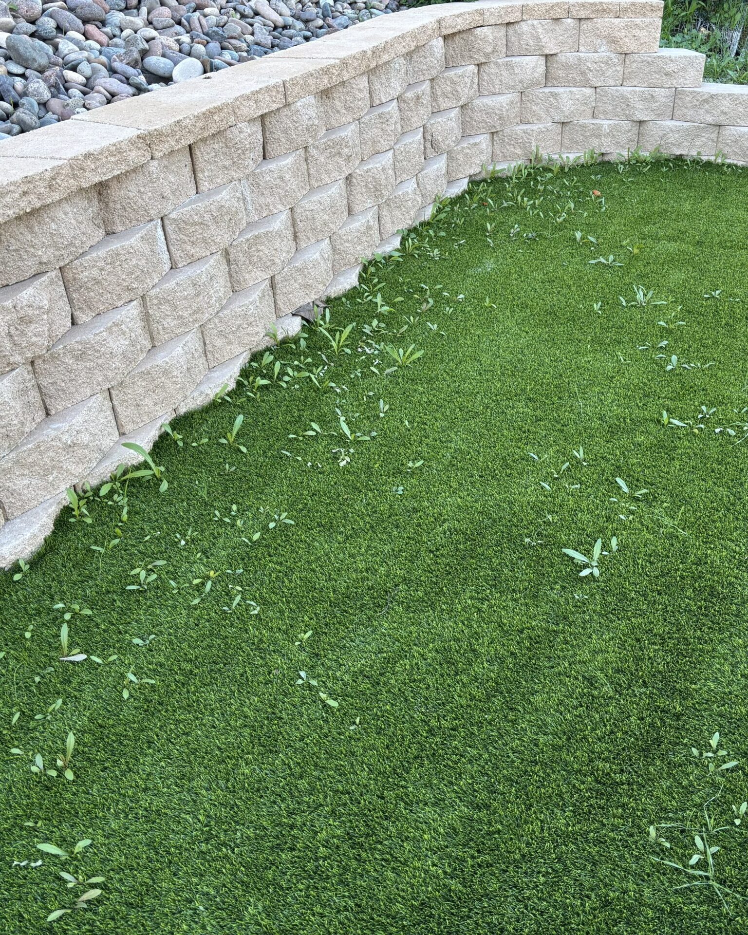 Artificial Grass Cleaning Before Gallery, San Bernardino Artificial Grass Cleaning & Repair Services