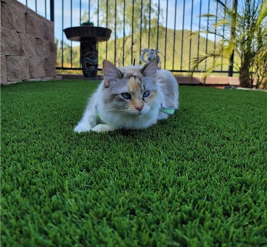 Cat Turf – Tommy Santana in Lanke Elsinroe
