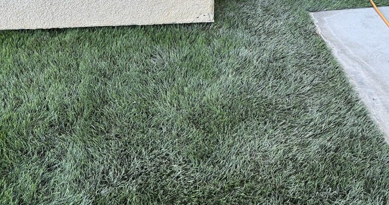Deep Turf Cleaning , After Gallery, San Bernardino Artificial Grass Cleaning & Repair Services