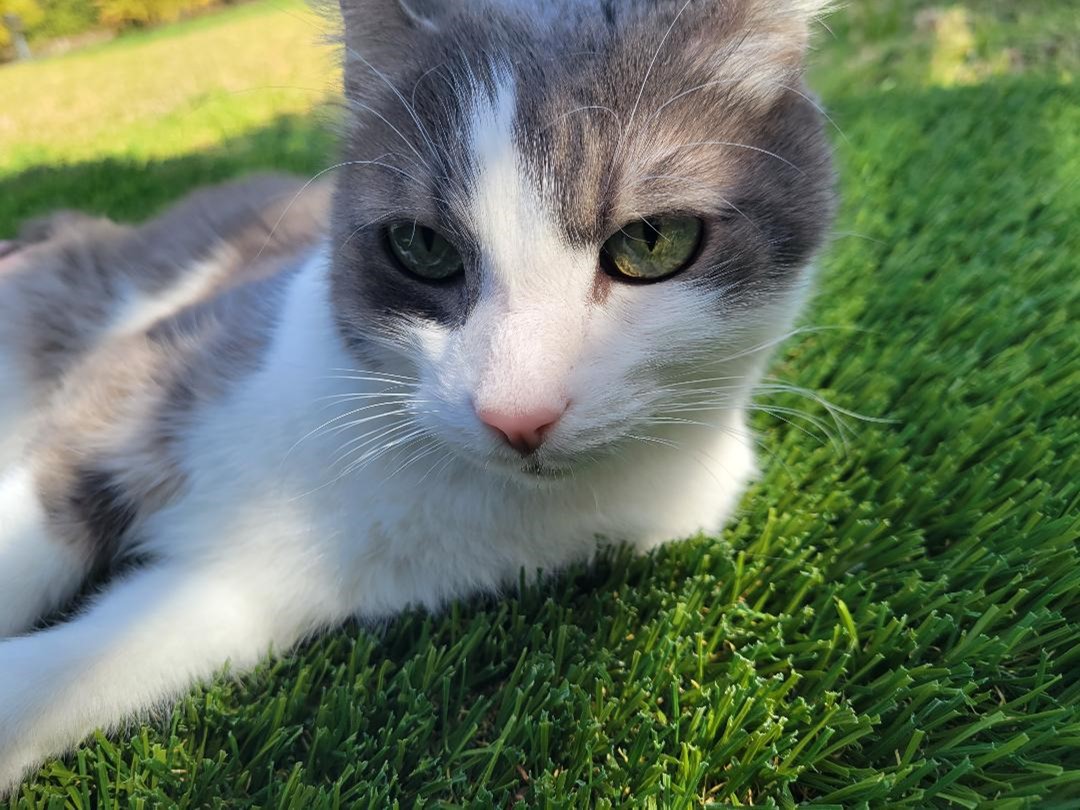 Jasper Pet Odor Treatment, San Bernardino Artificial Grass Cleaning