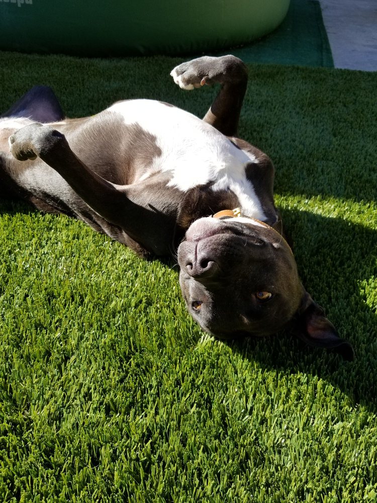 Pet Turf Installation in Corona Artificial Grass Cleaning & Repair Services, San Bernardino