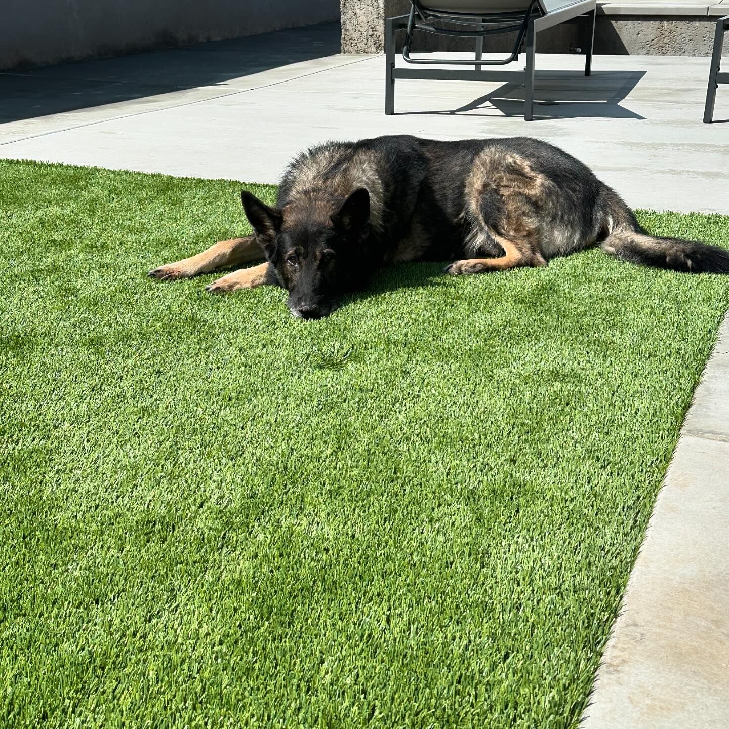 Pet Turf Installation in Yuciapa Pet Odor Treatment, San Bernardino Artificial Grass Cleaning