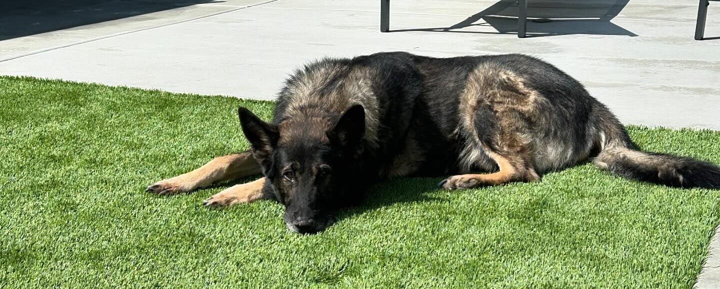 Pet Turf Installation in Yuciapa San Bernardino Artificial Grass Cleaning & Repair Services