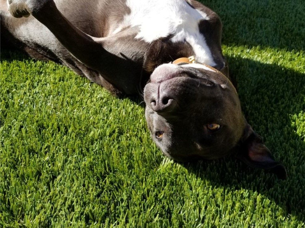 San Bernardino Artificial Grass Cleaning & Repair Services