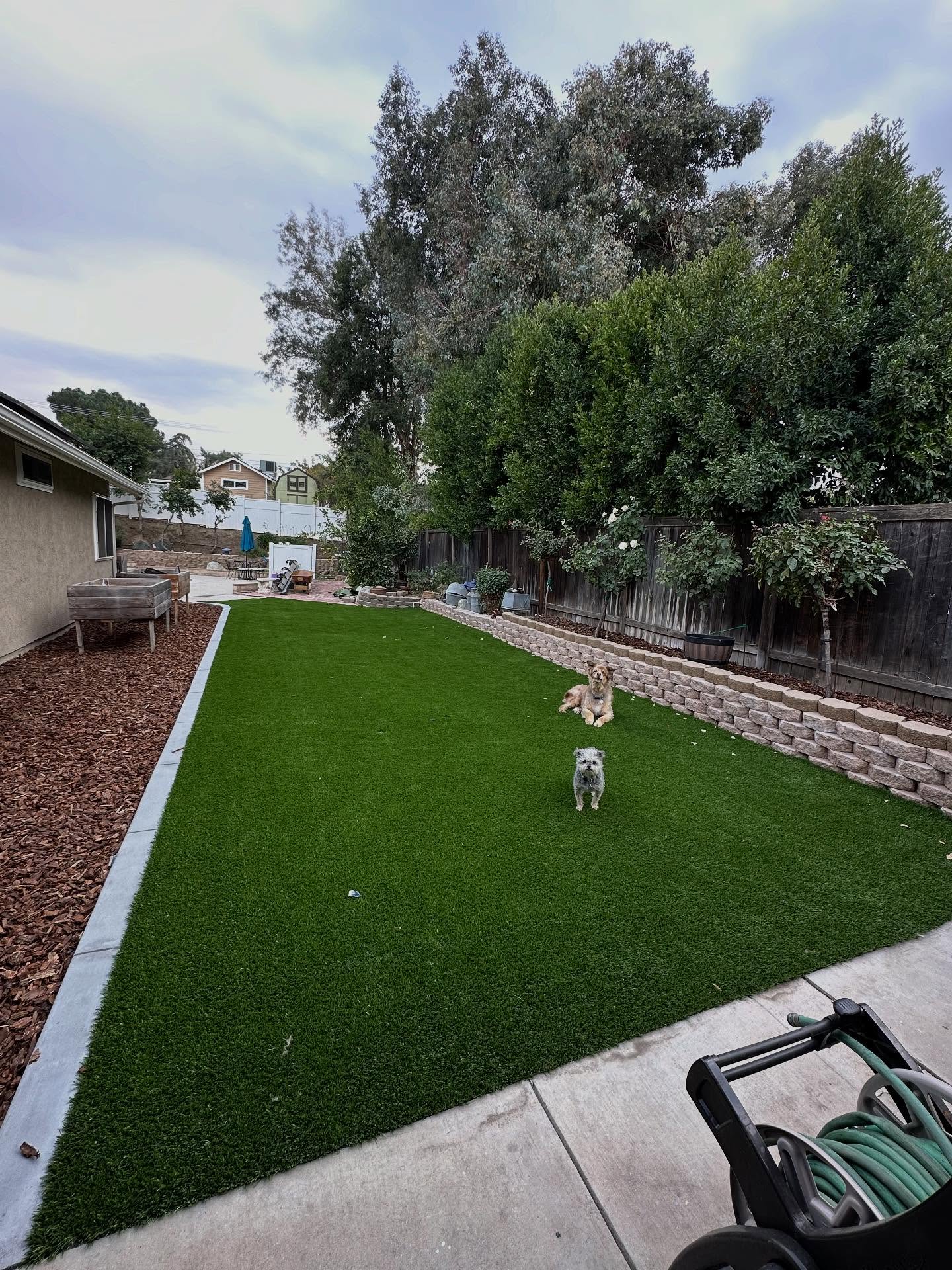 Turf Replacement in Yucaipa CA Artificial Grass Replacement, San Bernardino Turf Cleaning