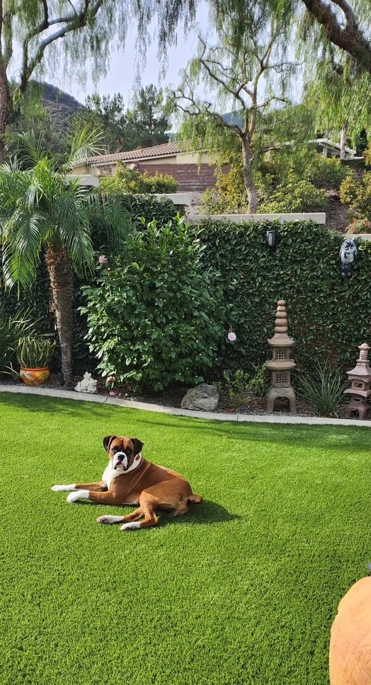 Tyson – Lety Cleaning Job Gallery, San Bernardino Artificial Grass Cleaning & Repair Services