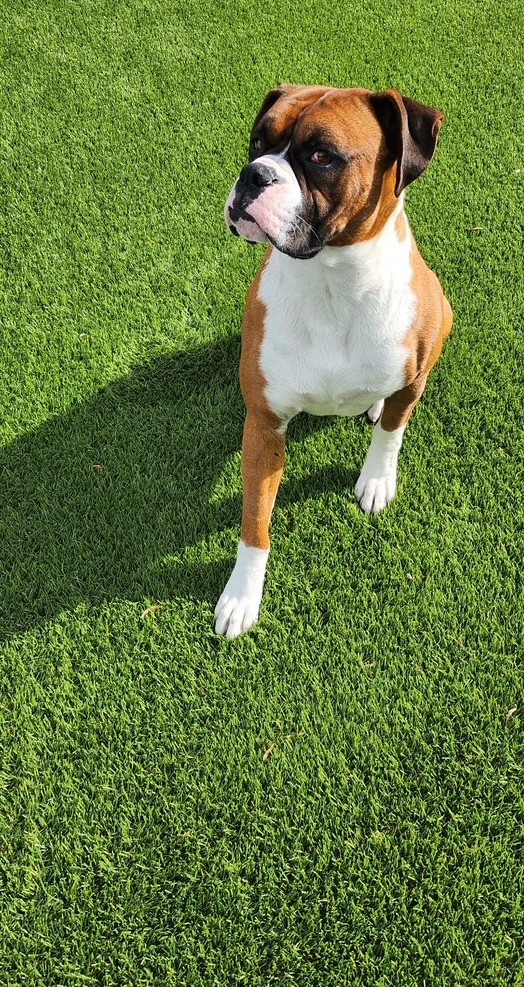 Tyson – Letys Cleaning Job Gallery, San Bernardino Artificial Grass Cleaning & Repair Services