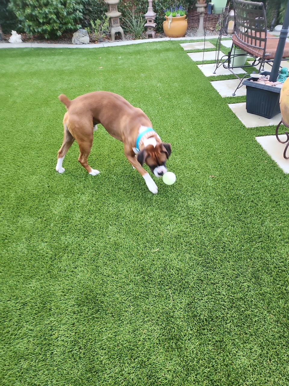 image2 Gallery, San Bernardino Artificial Grass Cleaning & Repair Services